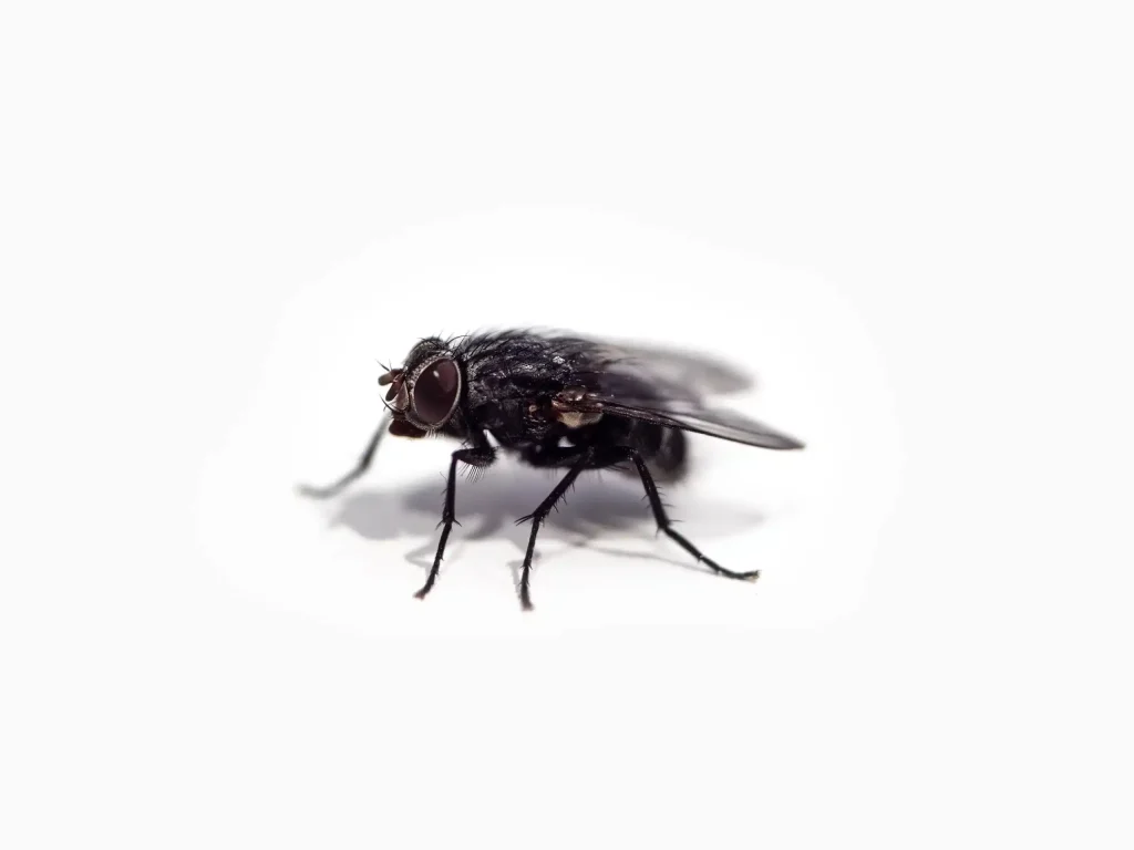 Fly control interior pest arrest