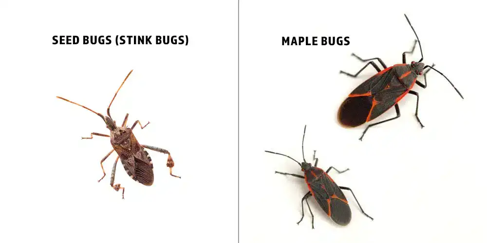 stink bugs and maple bugs diffrence interior pest arrest